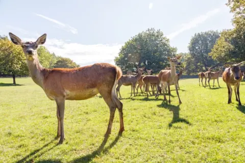 Wild- und Freizeitpark Allensbach