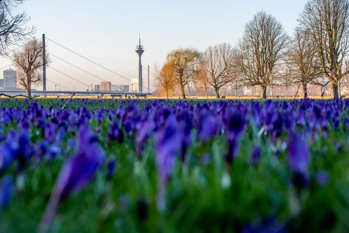 Rheinpark