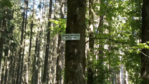 "Muttergotteseiche" im Neidlingwald