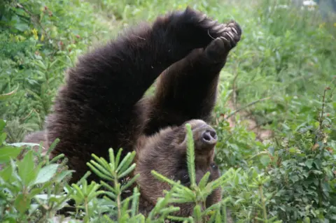 Alternativer Wolf- und Bärenpark Schwarzwald
