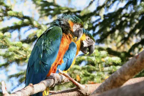 Eifel-Zoo