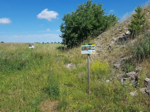 Kleine Biotop-Insel für Insekten