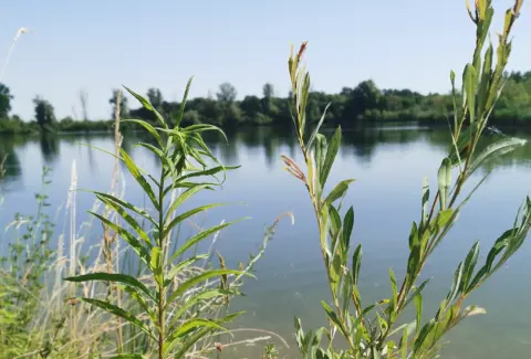 Erdbeersee
