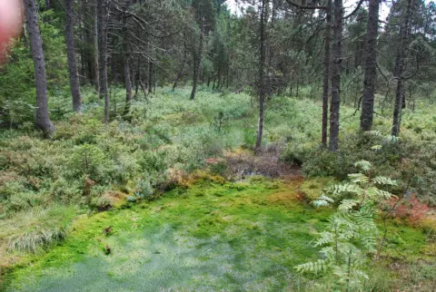 Naturlehrpfad "Rund um das Horbacher Moor"