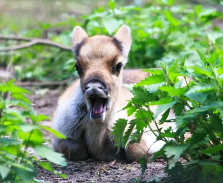 Wildpark Pforzheim