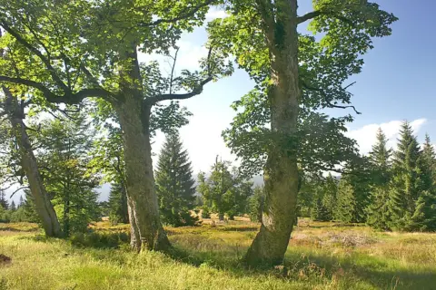 Kohlschachten