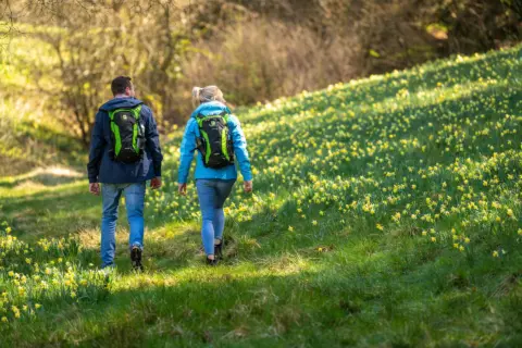 Narzissenwiesen im Perlenbach- und Fuhrtsbachtal
