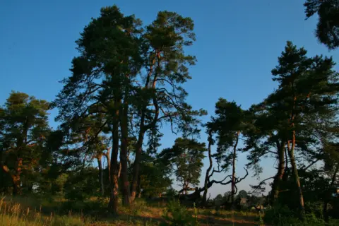 Naturschutzgebiet Sandhausener Dünen