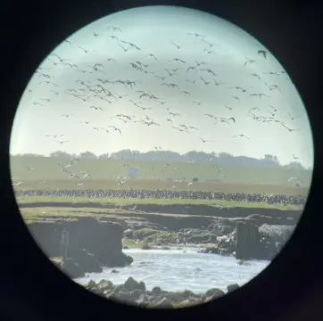 Zugvögel in ihrem natürlichen Lebensraum beobachten