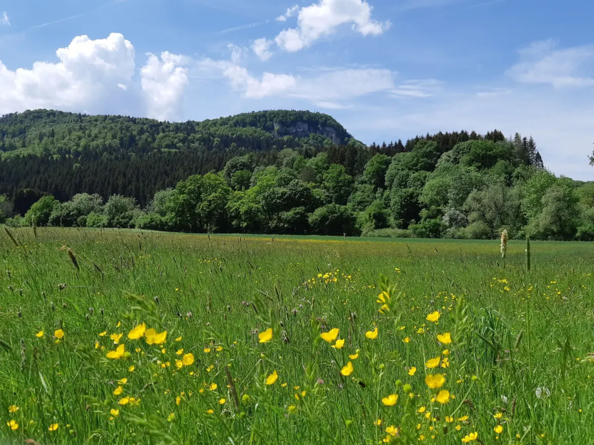 Gr belesberg vom Brunnental aus Albstadt Tourismus MA Ulrike Wieland
