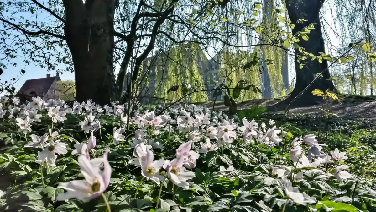 raesfeld-park-tiergarten